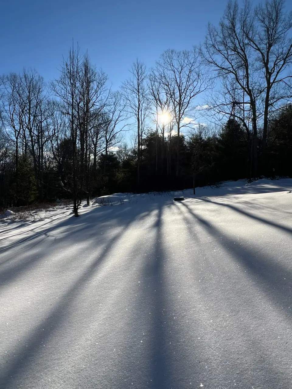 Long tree shadows across fresh snow in the sun